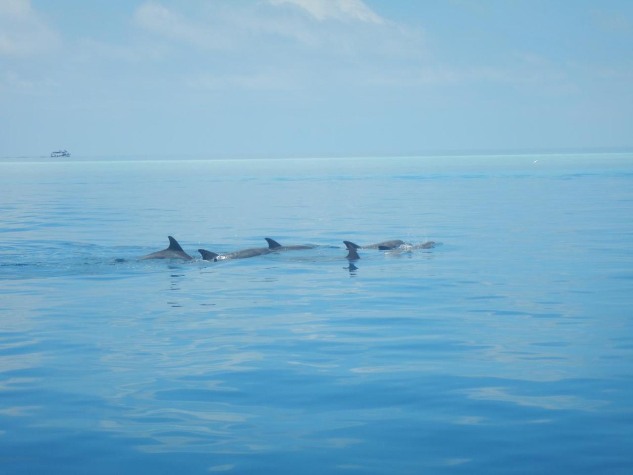 Lagoon Villa Maldives Thoddoo Esterno foto
